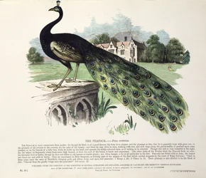 Pavo real (Pavo cristatus)